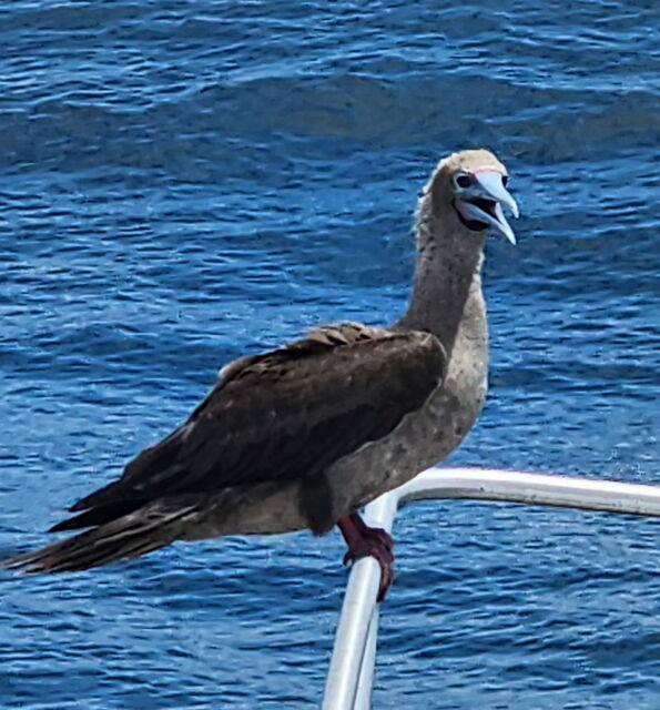 Red-footed Booby