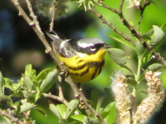 Magnolia Warbler