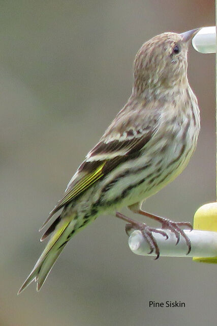 Pine Siskin