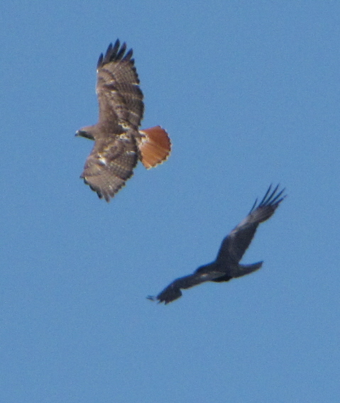 Red-tailed Hawk and Common Raven