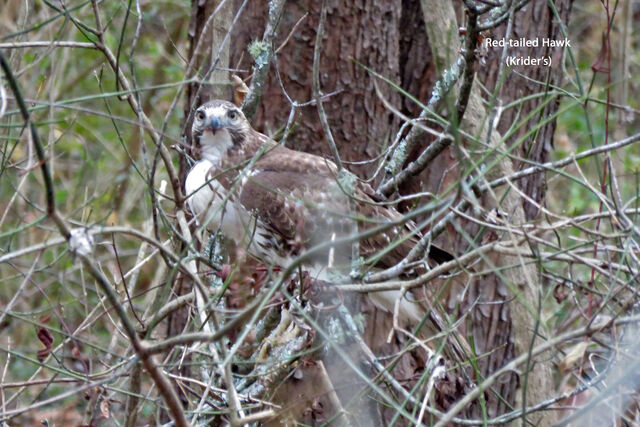 Red-tailed Hawk