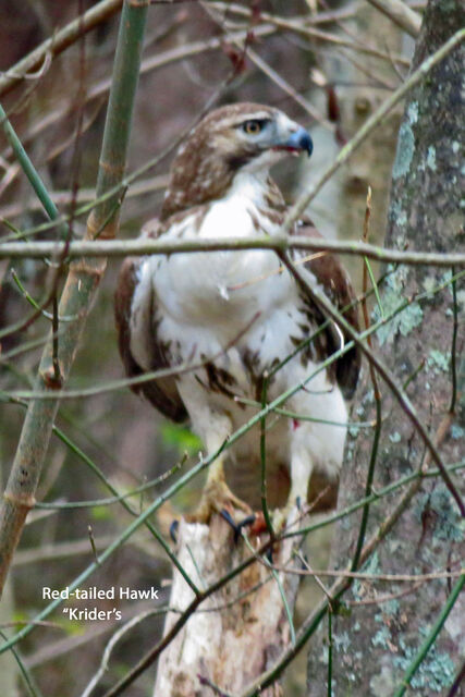 Red-tailed Hawk