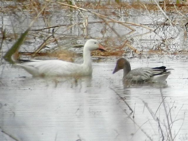 Snow Geese
