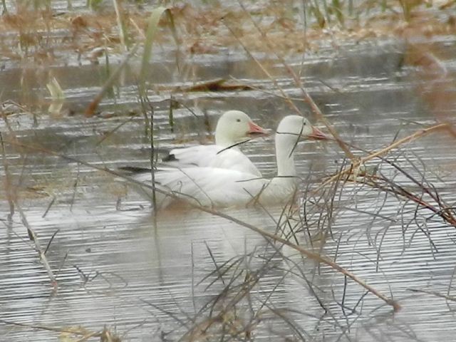 Snow Geese