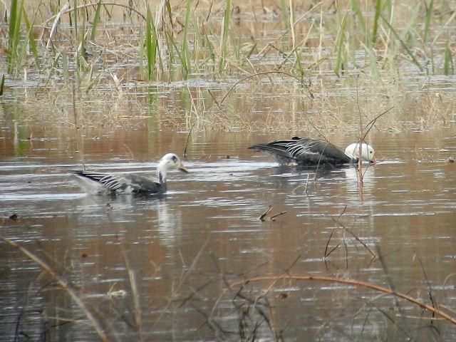 Snow Geese