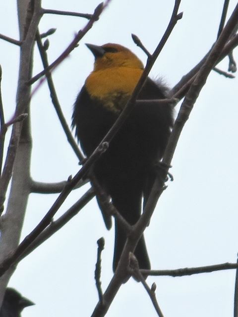Yellow-headed Blackbird