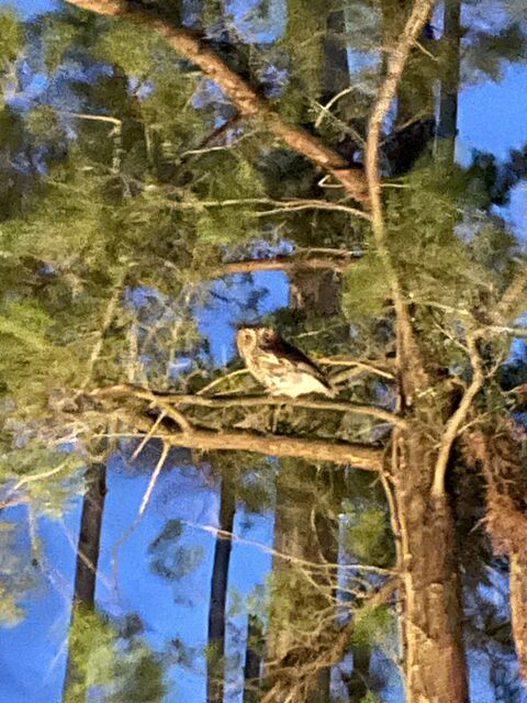 Northern Saw-whet Owl