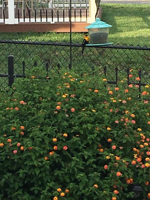 Yellow-headed Blackbird
