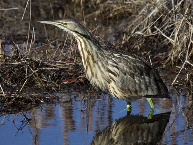 American Bittern