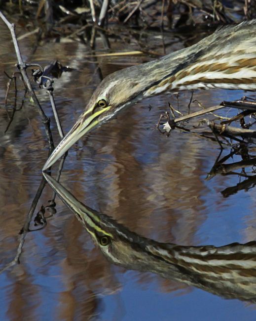 American Bittern