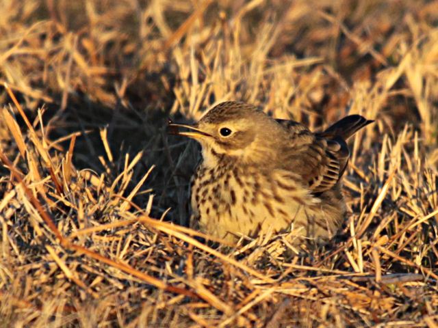 American Pipits