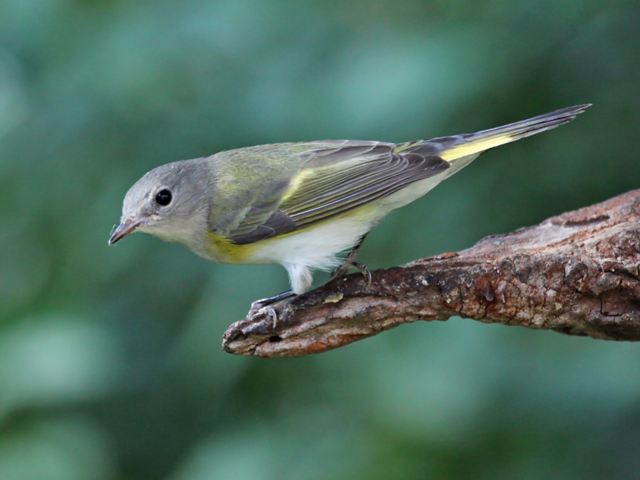 American Redstart