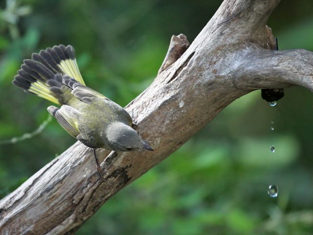 American Redstart
