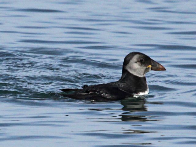 Atlantic Puffins