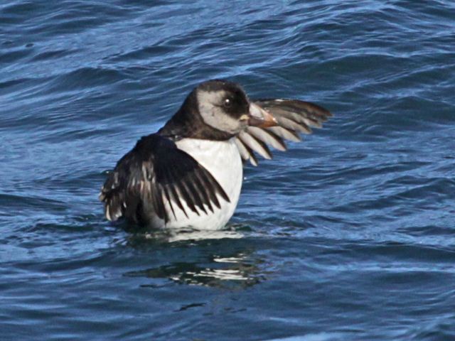 Atlantic Puffins