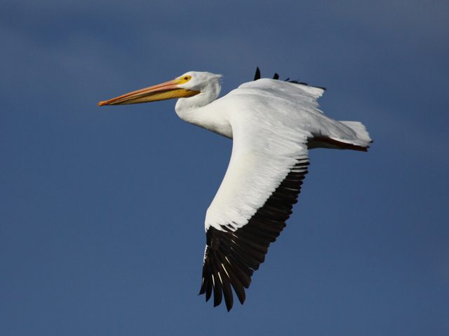 American White Pelican