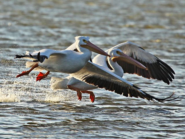 American White Pelicans