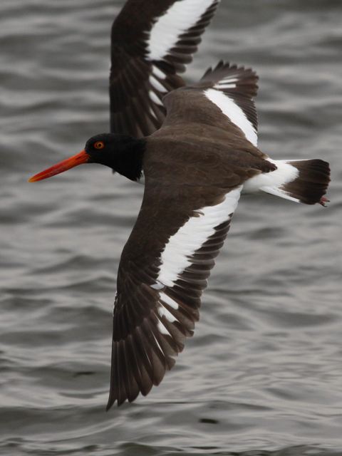 American Oystercatchers