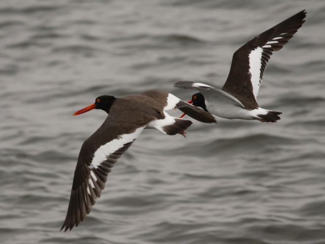 American Oystercatchers