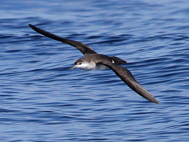 Sargasso Shearwater