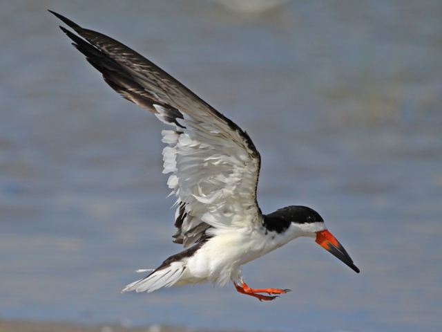 Black Skimmer