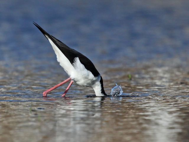 Black-necked Stilts