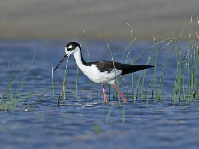 Black-necked Stilts