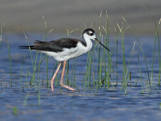Black-necked Stilts