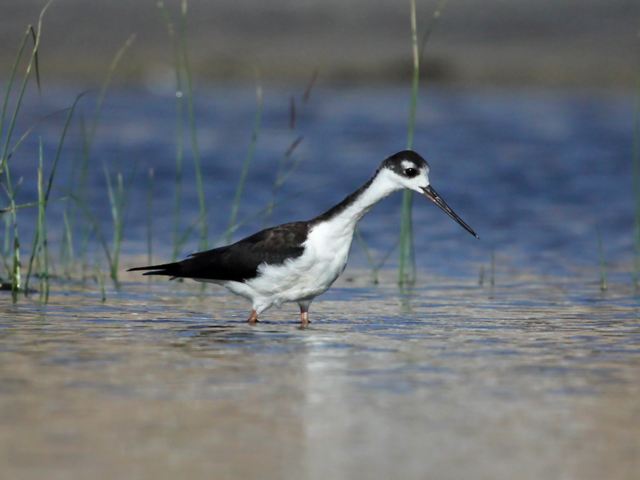 Black-necked Stilts