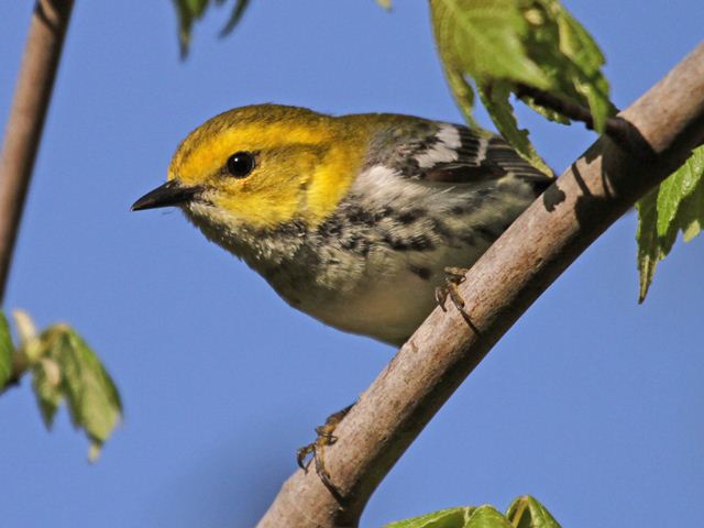 Black-throated Green Warbler