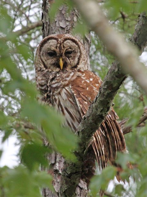 barred owl barred owl