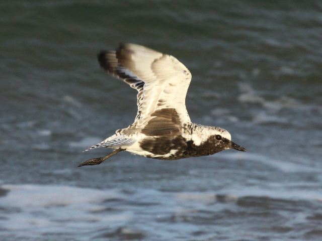 Black-bellied Plovers