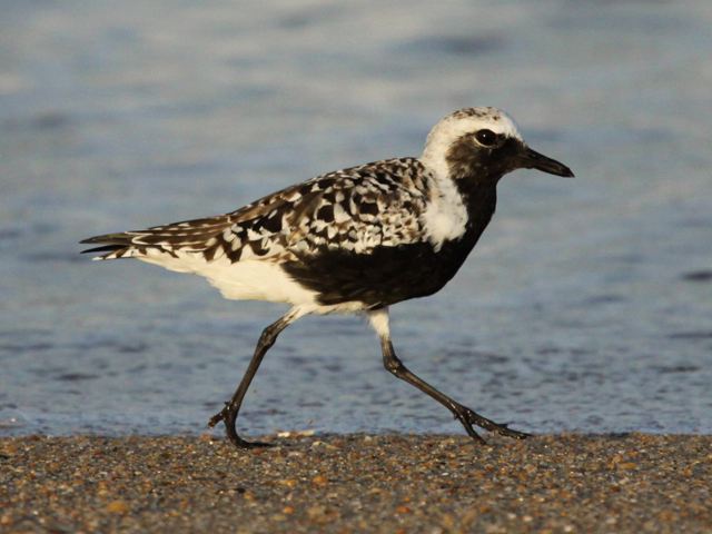 Black-bellied Plovers