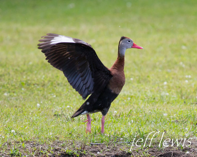 Black-bellied Whistling-Duck