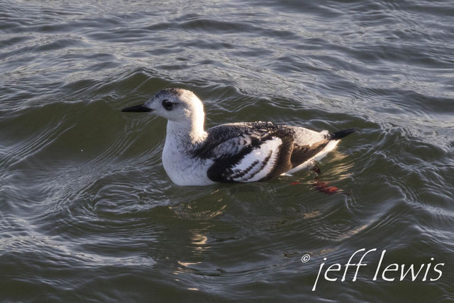 Black Guillemot