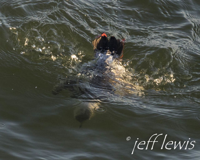 Black Guillemot