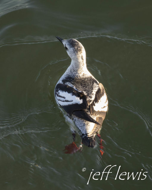 Black Guillemot