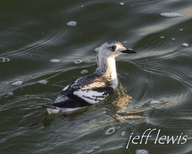Black Guillemot