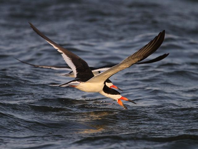 Black Skimmers