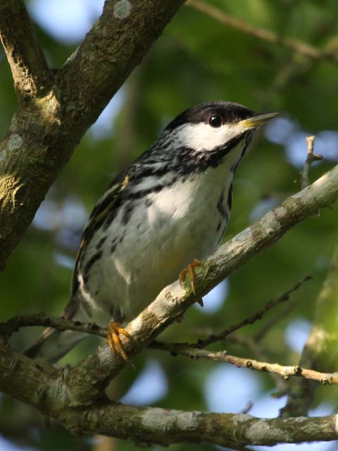 Blackpoll Warblers