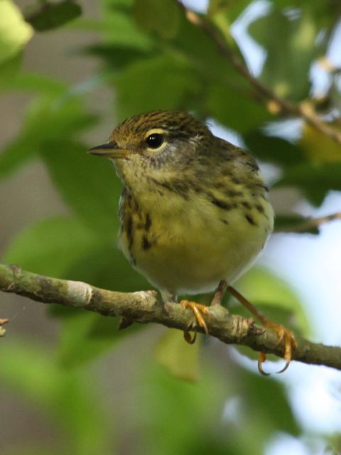 Blackpoll Warblers