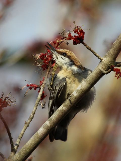 Brown-headed Nuthatches