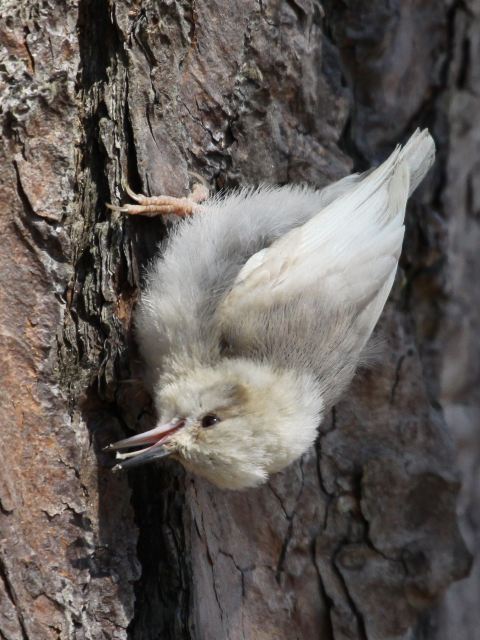 Brown-headed Nuthatch