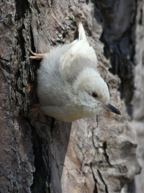 Brown-headed Nuthatch