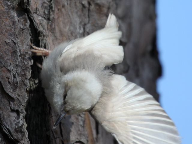 Brown-headed Nuthatch