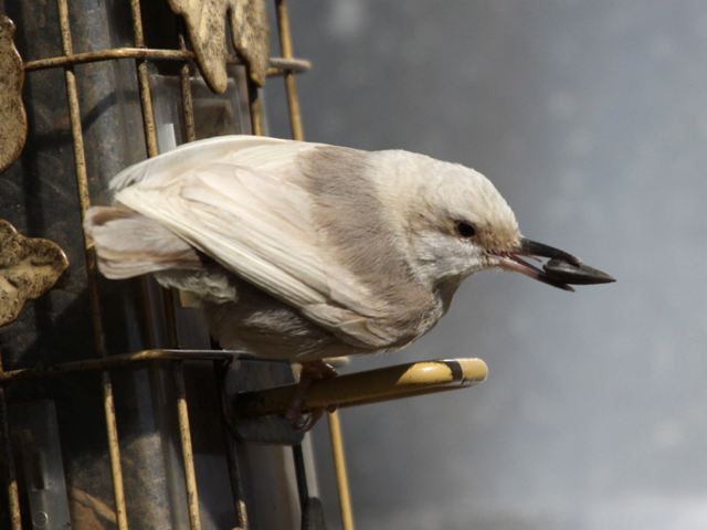 Brown-headed Nuthatch