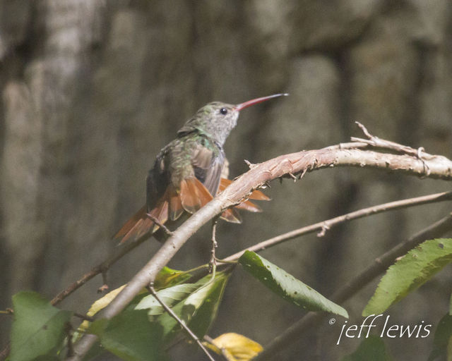 Buff-bellied Hummingbird