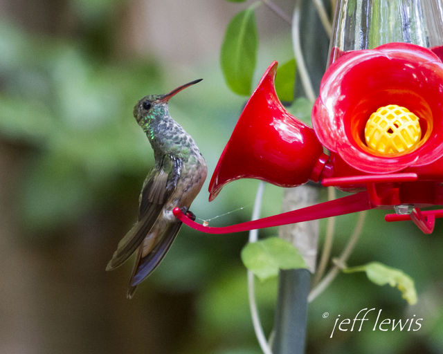 Buff-bellied Hummingbird