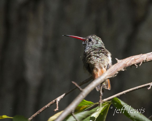 Buff-bellied Hummingbird