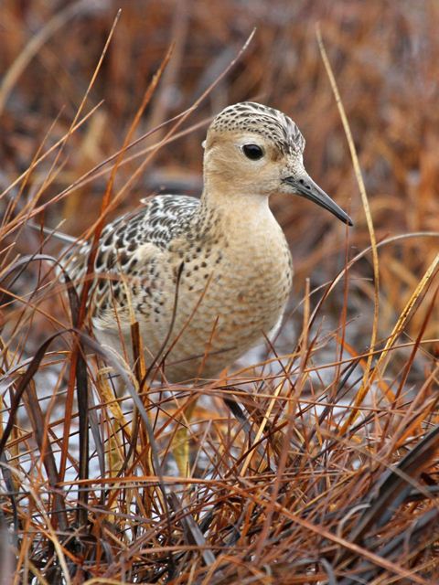 Buff-breasted Sandpiper